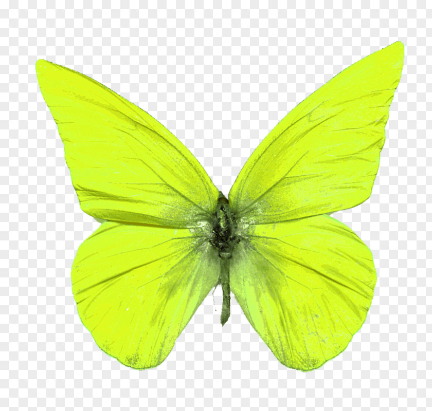 Papillon Insecte Pieridae Butterfly Insect Brush-footed Butterflies Moth PNG