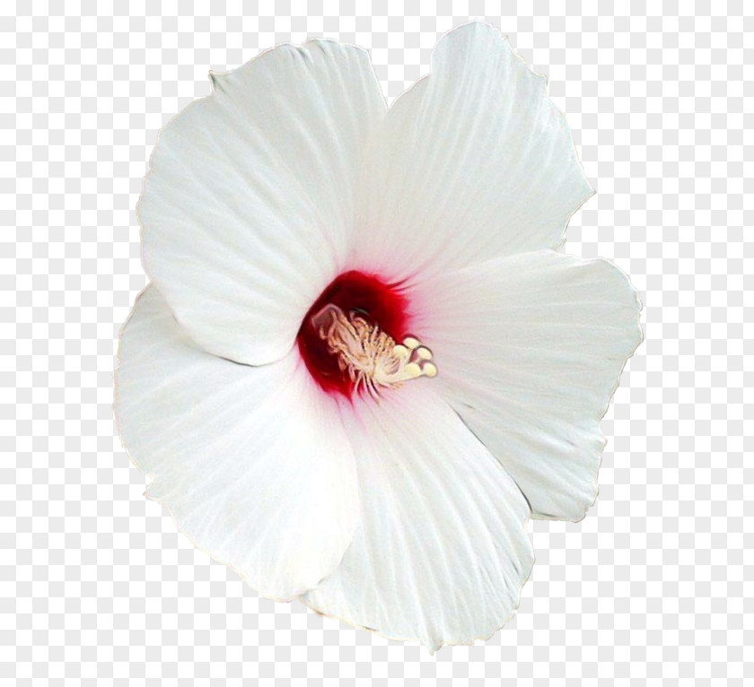 Pink Plant Hibiscus Petal Flower White Chinese PNG