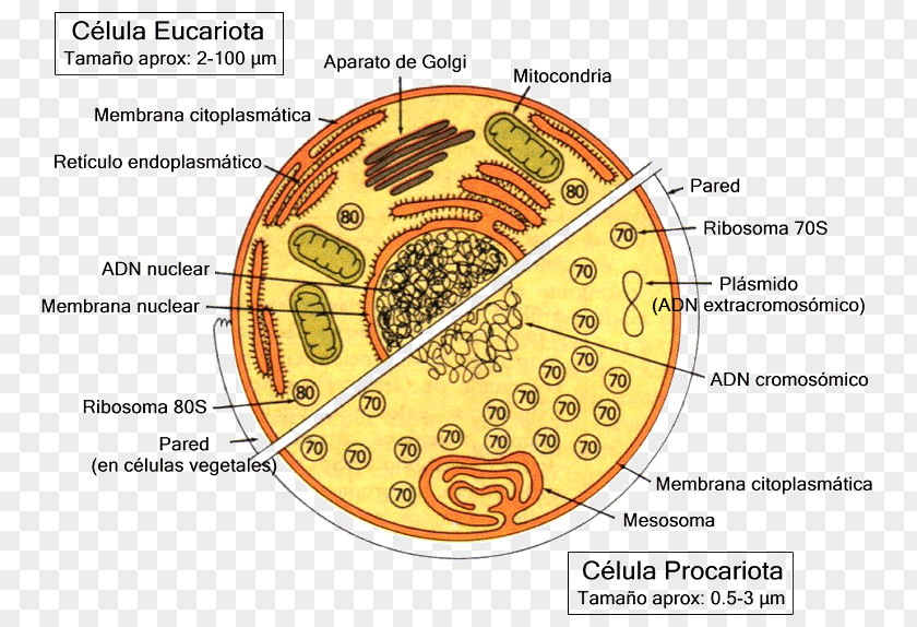 Science Celulă Eucariotă Cellula Procariote Unicellular Organism Prokaryote PNG