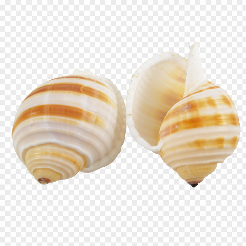 Seashell Clam Conchology Sea Snail Tonna Sulcosa PNG