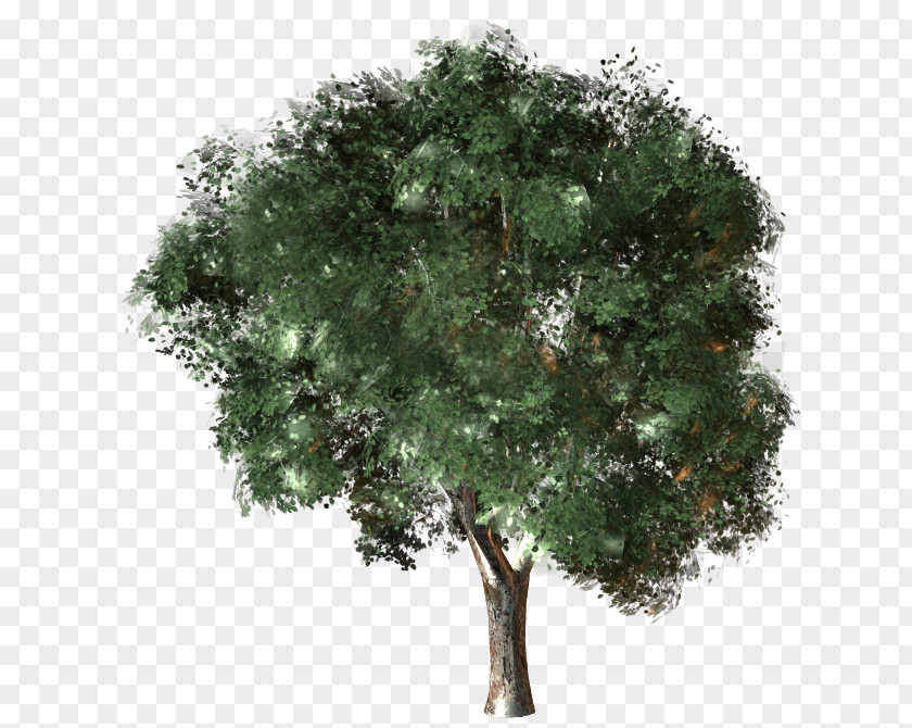 Tree Autodesk 3ds Max 3D Computer Graphics Cinema 4D American Sycamore Maple PNG