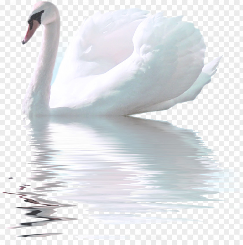 Bird Black Swan Ganso PNG