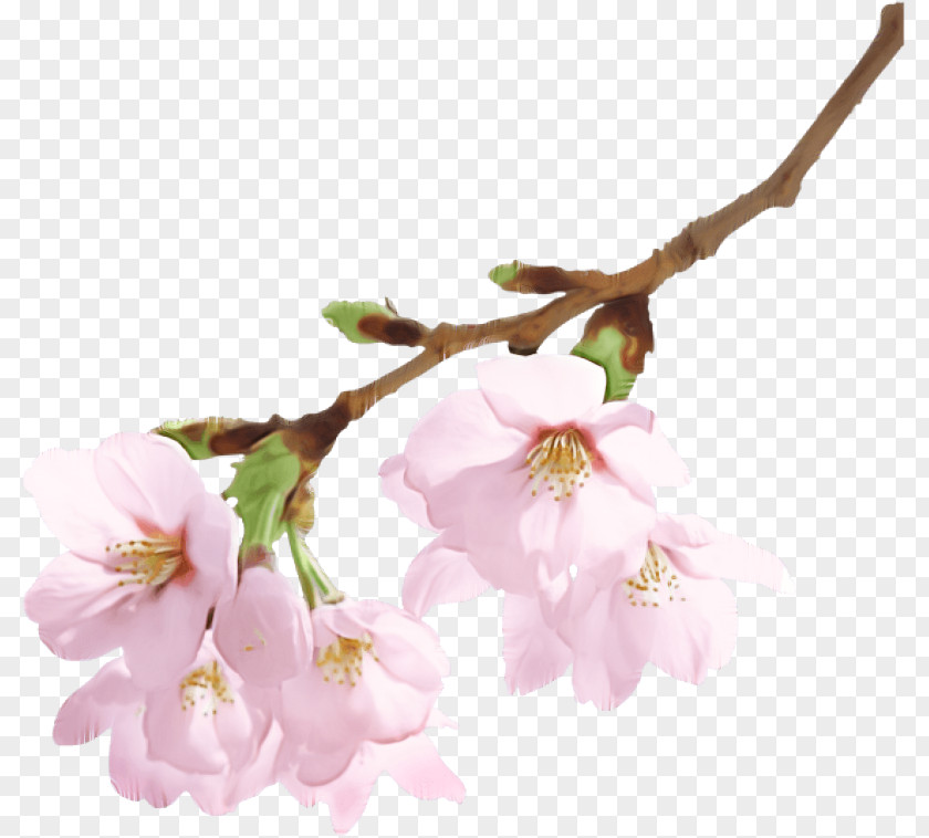 Cherry Blossom PNG