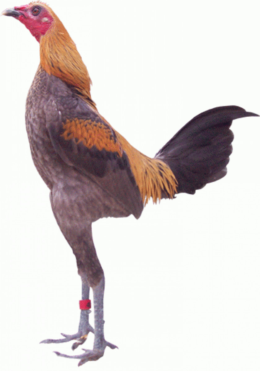 Chicken Modern Game Fowl Phoenix American Australorp Bantam PNG