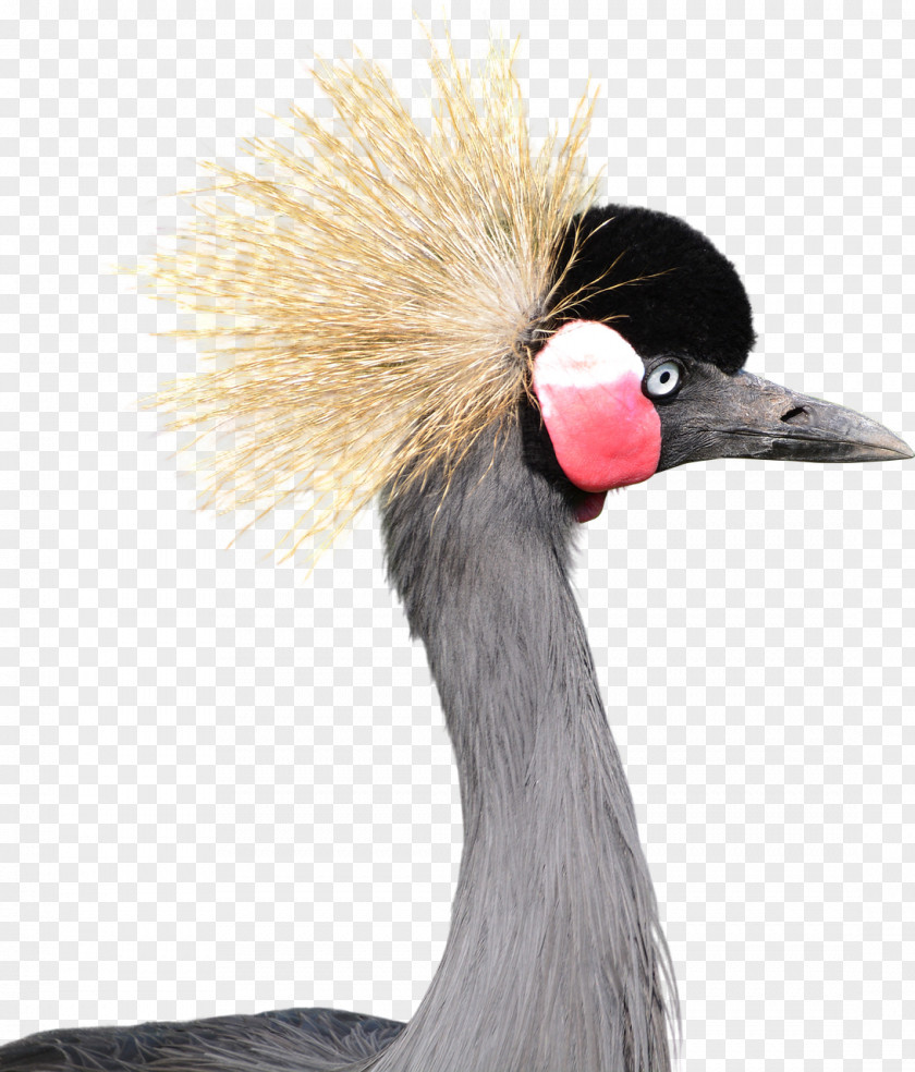 CRANE BIRD Bird Grey Crowned Crane Download PNG