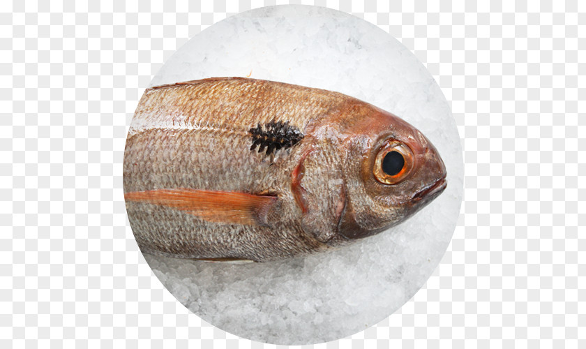 Fish Fauna Oily Perch PNG