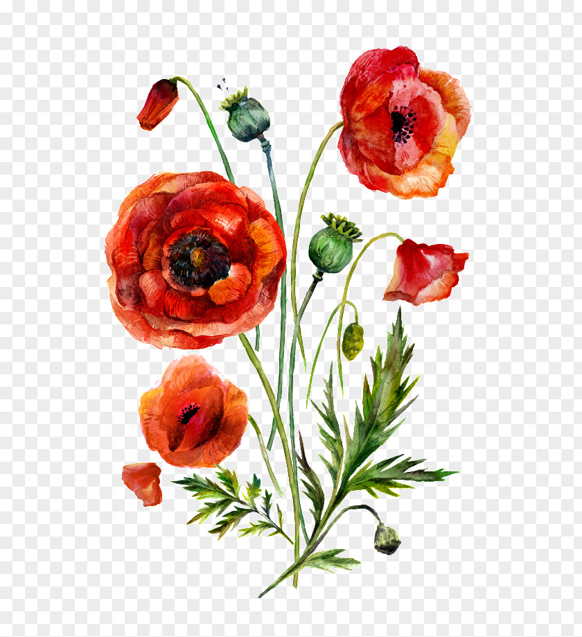 Flower Bud Poppy Clip Art Illustration Stock.xchng PNG