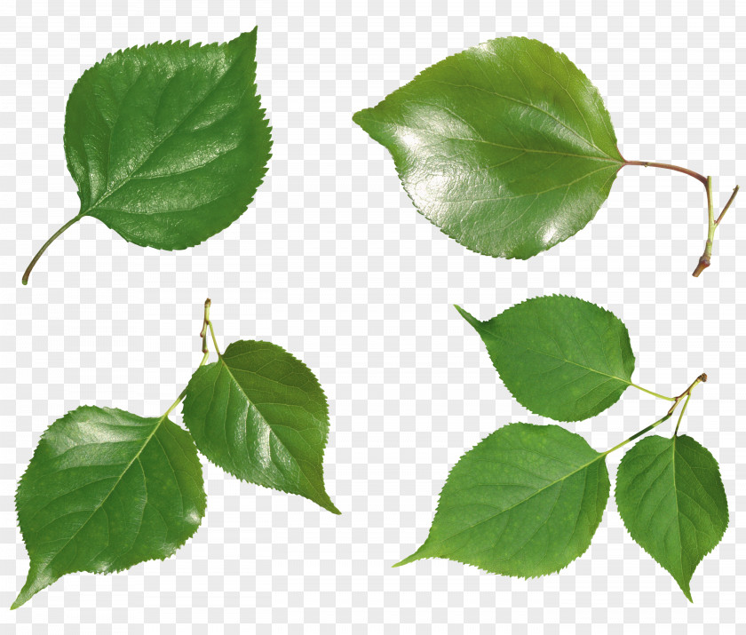 Green Leaf Icon PNG