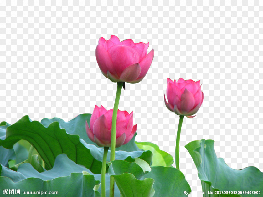 Lotus Nelumbo Nucifera Photography Fukei Tulip Pink PNG