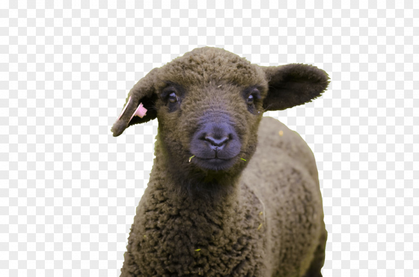 Romney Sheep Wool Bear Creek Felting Animal PNG