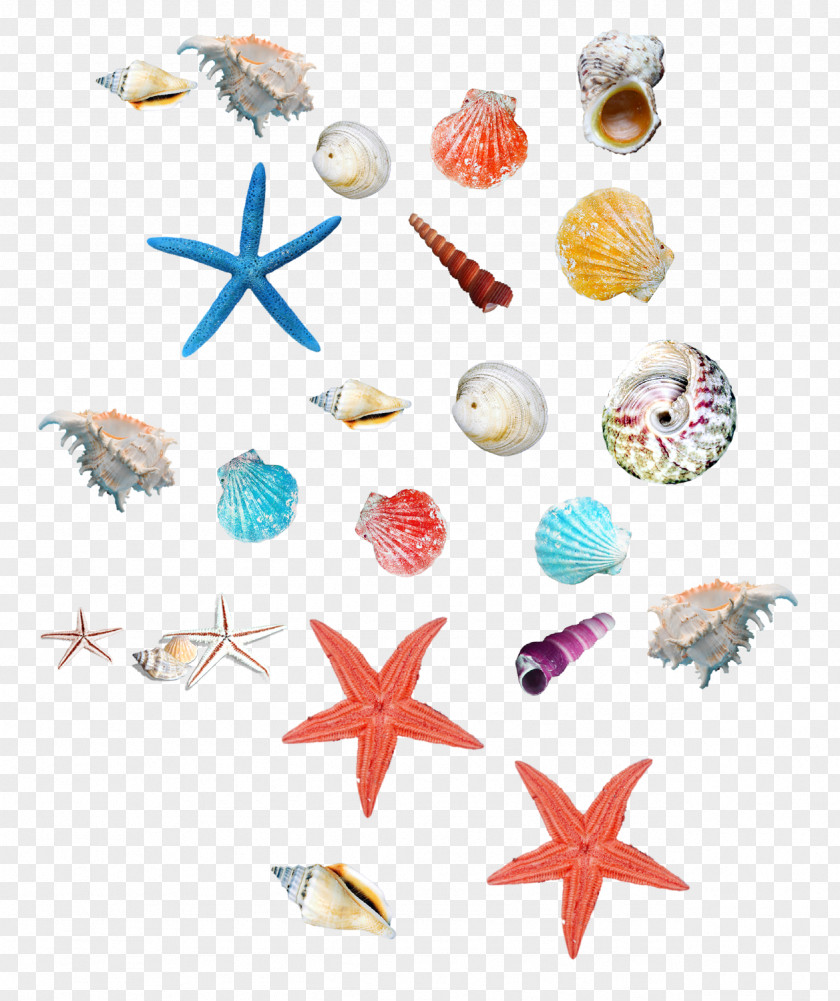 Sea Starfish And Shellfish Seashell Icon PNG