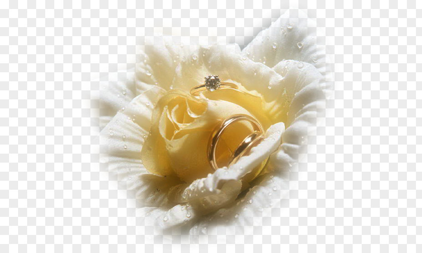 Wedding Ring Engagement Bride PNG