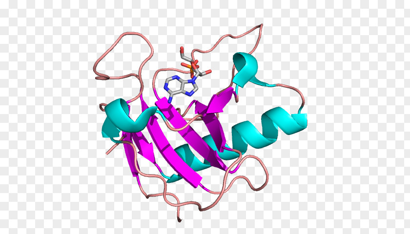 Bovine Pancreatic Ribonuclease Structure Exosome Complex PNG