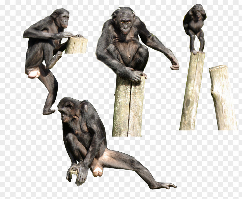 Chimpanzee Primate Gorilla Bonobo Homo Sapiens Monkey PNG