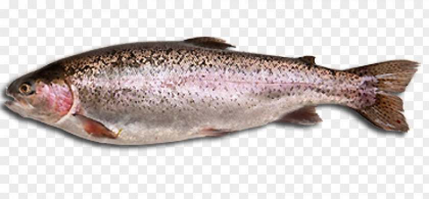 COOKED Fish Rainbow Trout Whole Food Raw Foodism PNG