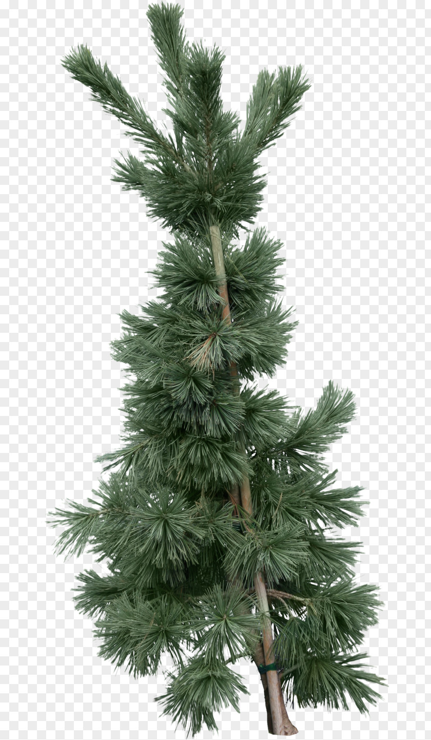 Fir-tree Tree Fir Pine Clip Art PNG