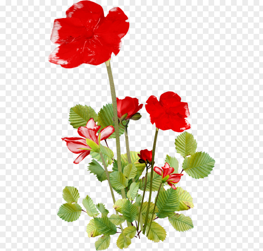 Flower Bouquet Floral Design Desktop Wallpaper PNG