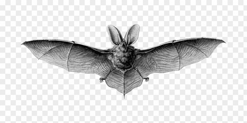 Flying Bat Brown Long-eared Lesser Northern Myotis Drawing PNG
