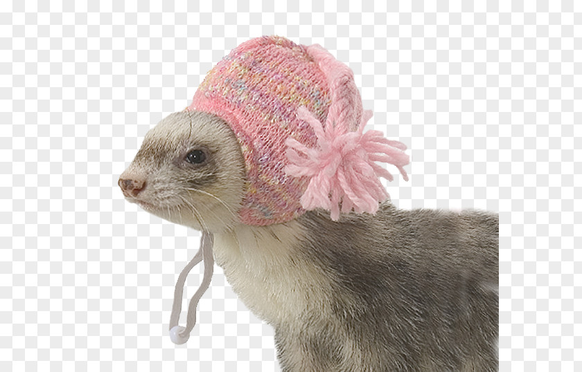 Knit Cap Ferret Marshall Farms Hat Clothing ZuPreem PNG