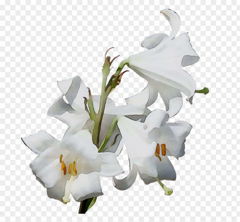 Madonna Lily Easter Lilies Portable Network Graphics 'Stargazer' PNG