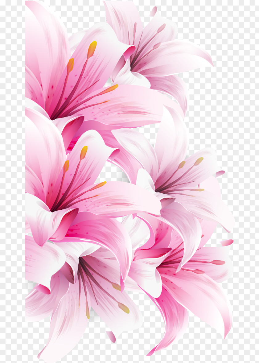 Magnolia Lilium Bulbiferum Easter Lily Arum-lily Desktop Wallpaper Flower PNG