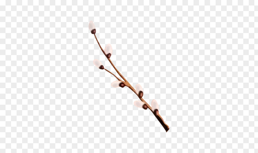 Peach Branches Branch Willow Flower Clip Art PNG