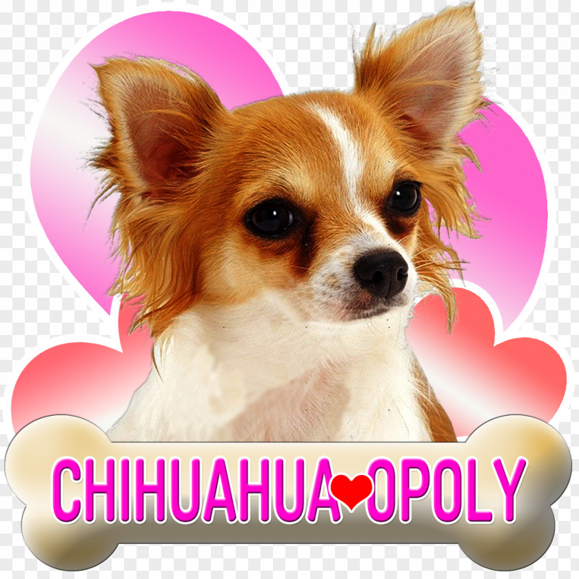 Puppy Long-haired Chihuahua Beagle Poodle PNG