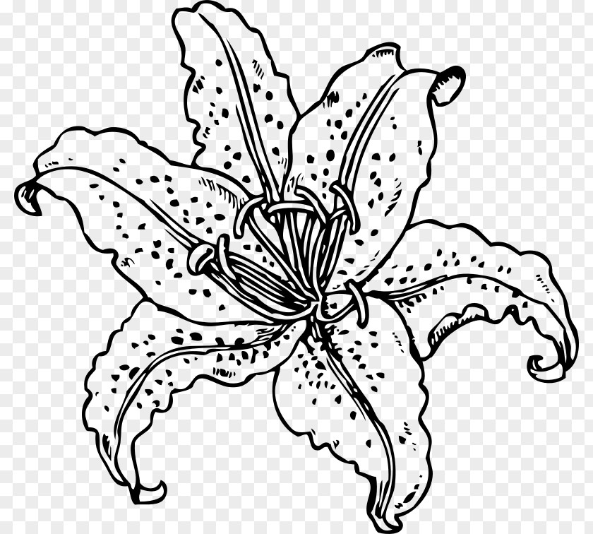 Tiger Lily Coloring Book Golden-rayed Drawing PNG