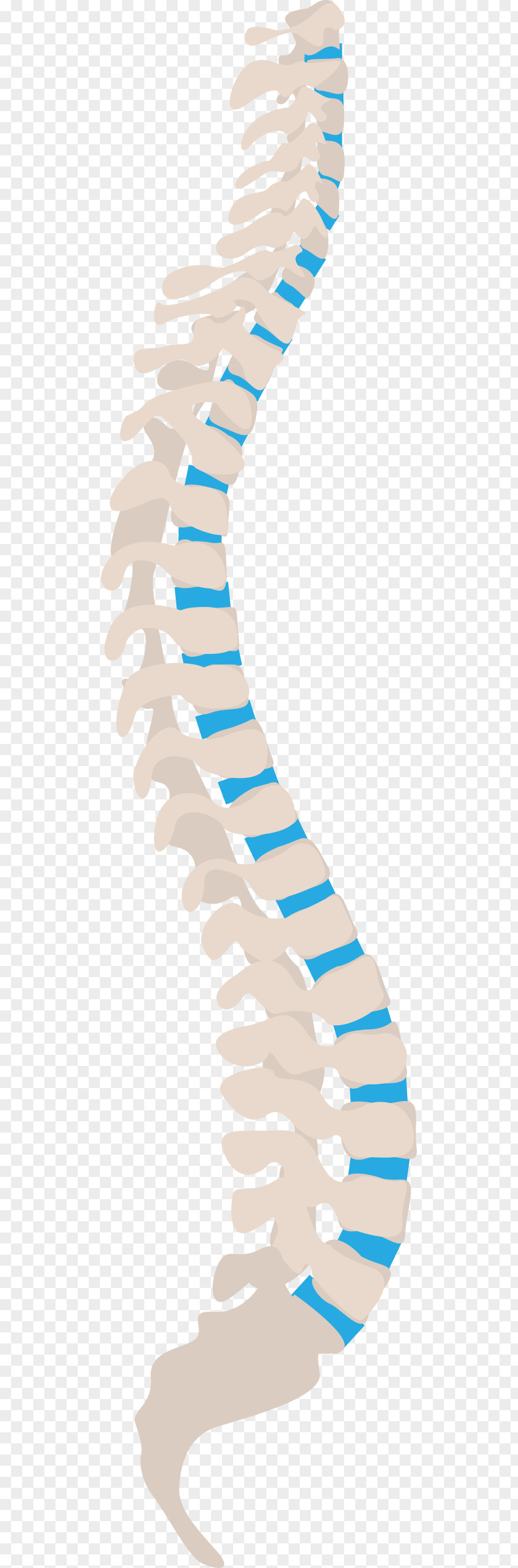 Al-mubarak Vector Vertebral Column Spinal Nerve Human Back Neutral Spine Sciatic PNG