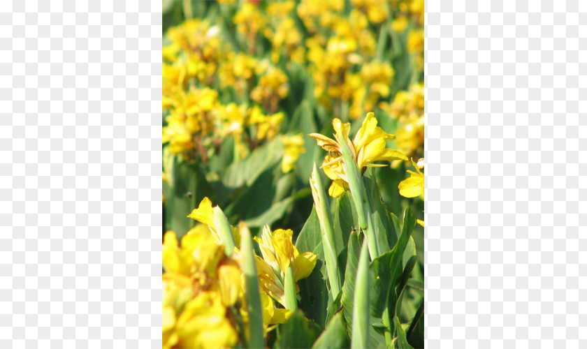 Canna Common Evening-primrose Rapeseed St. John's Wort Subshrub Mustard Plant PNG