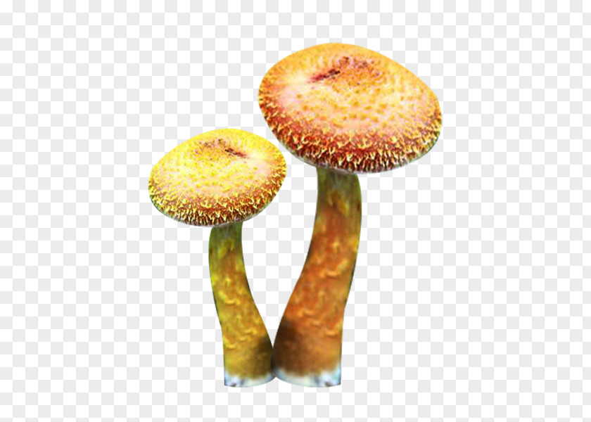 Two Hazel Mushroom Picture Material Asian Edible Fungus PNG