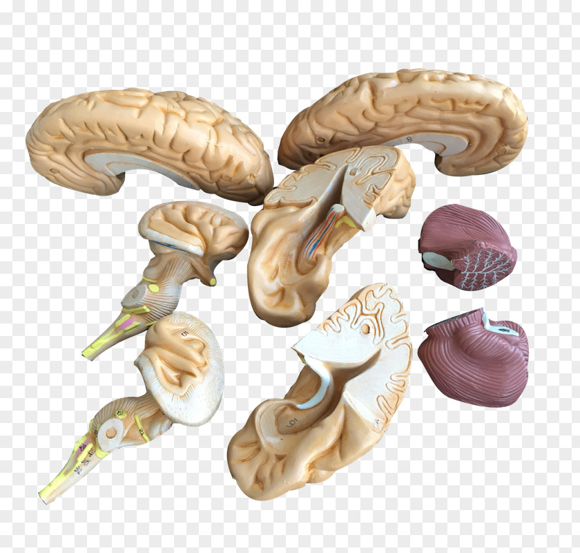 Brain Organism PNG