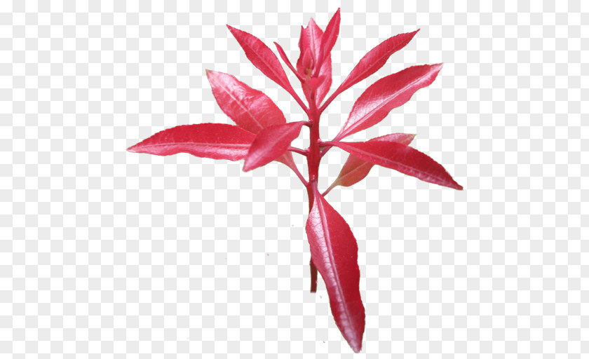 Crape Myrtle Leaf Flower Petal Plant Stem PNG