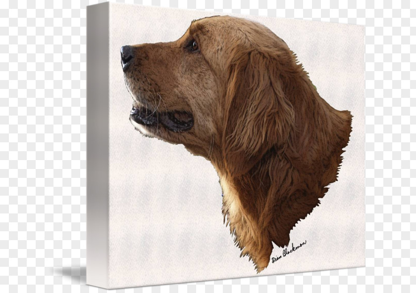 Golden Retriever Sussex Spaniel English Cocker Dog Breed Pet PNG