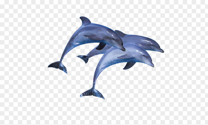 Oceans Whale Short-beaked Common Dolphin Bottlenose Wholphin Tucuxi PNG