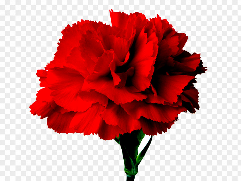 Red Carnation Flower Bouquet Clip Art PNG