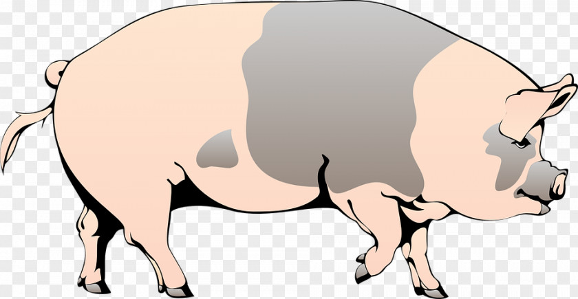 Speak Gray Bow Boar Domestic Pig Animation Clip Art PNG