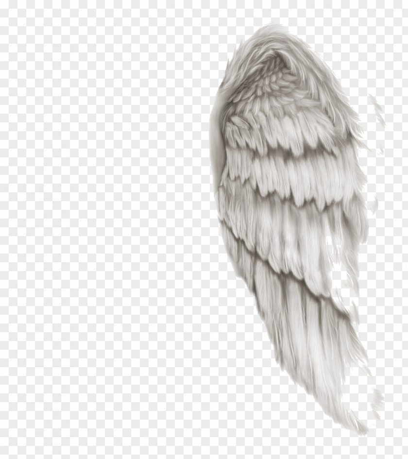 Angel Wings Raster Graphics Editor Download Clip Art PNG