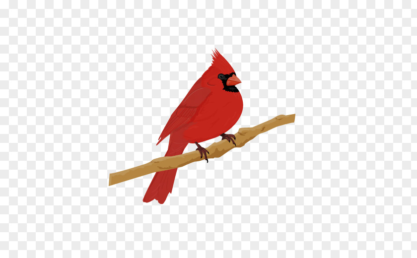 Bird Northern Cardinal St. Louis Cardinals House Sparrow PNG