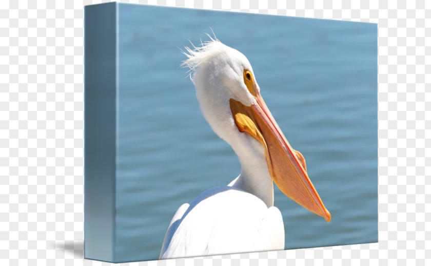 Feather Pelican Products Beak PNG