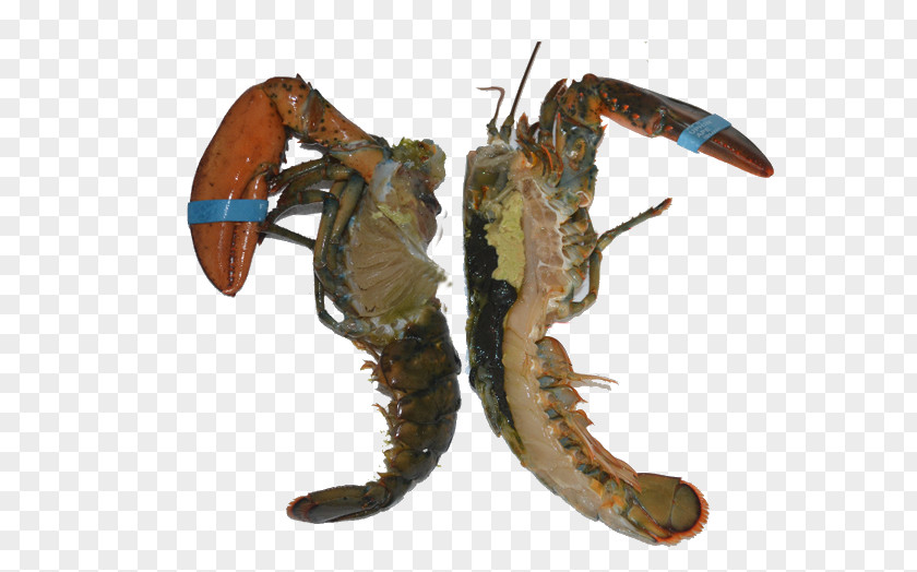 Lobster Seafood Decapoda Pandalus Borealis Sashimi PNG borealis Sashimi, Cut open lobster clipart PNG