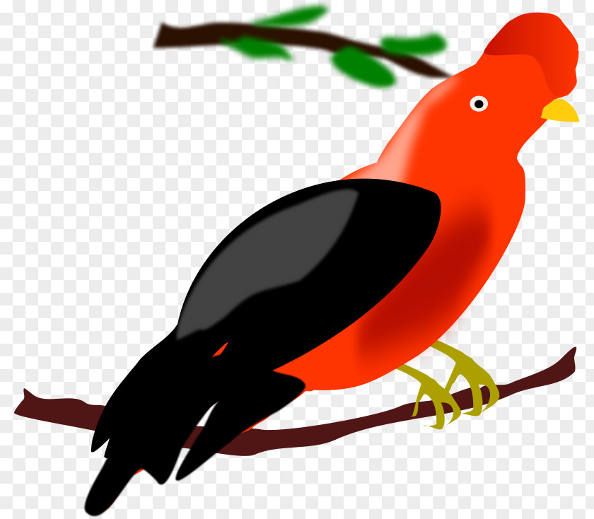 Peru Cliparts Bird Chicken Illustration PNG