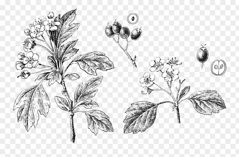 Crataegus Filigree Twig Sketch Flower Plant Stem Fruit PNG