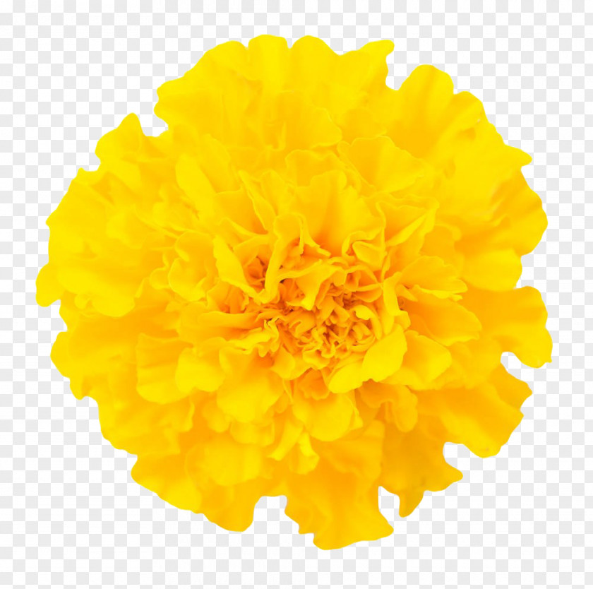 Marigold Close Pictures Free Download Mexican Chrysanthemum Flower Euclidean Vector PNG