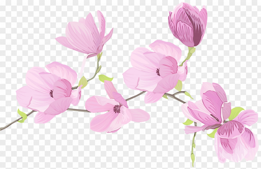 Plant Stem Prickly Rose Sweet Pea Flower PNG