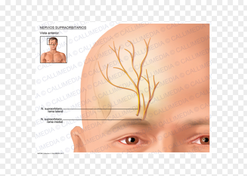 Eye Eyebrow Supraorbital Nerve Artery Anatomy PNG
