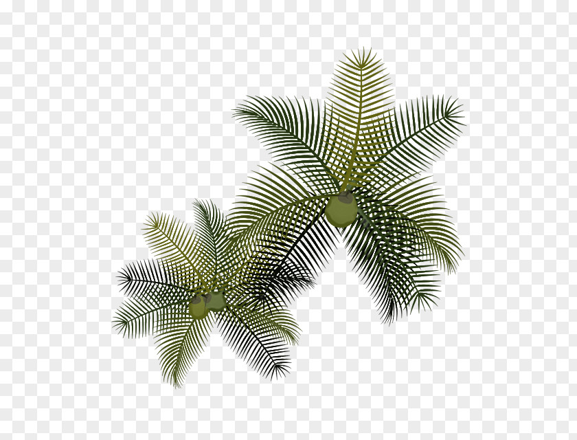 Houseplant Attalea Speciosa Palm Tree Leaf PNG