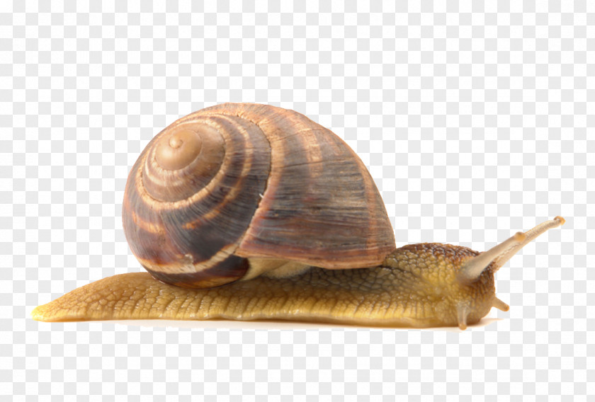 Snails Lymnaeidae Snail PNG