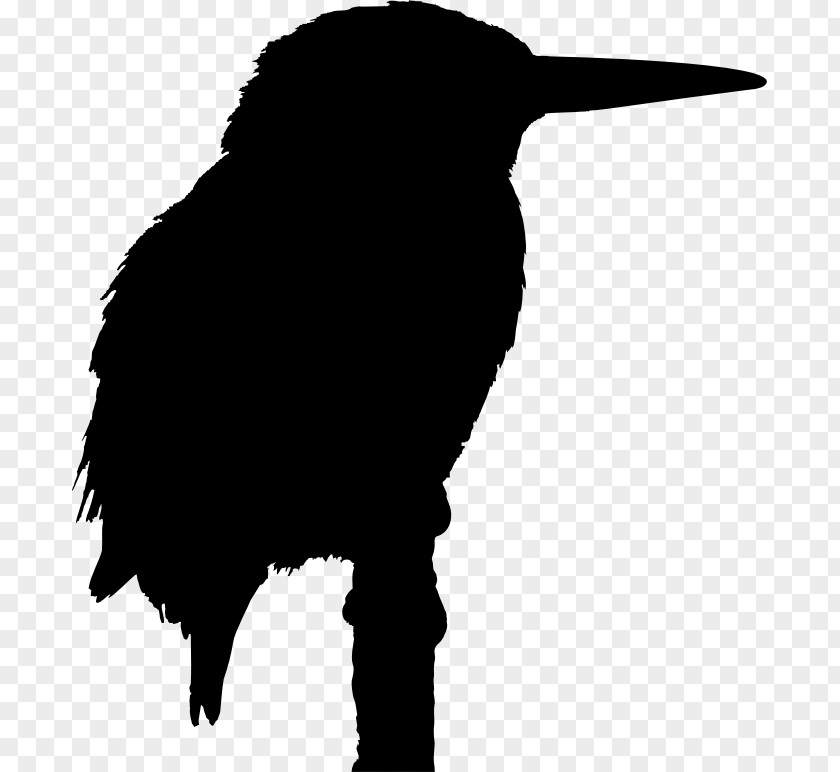 Bird Big Belted Kingfisher Clip Art PNG