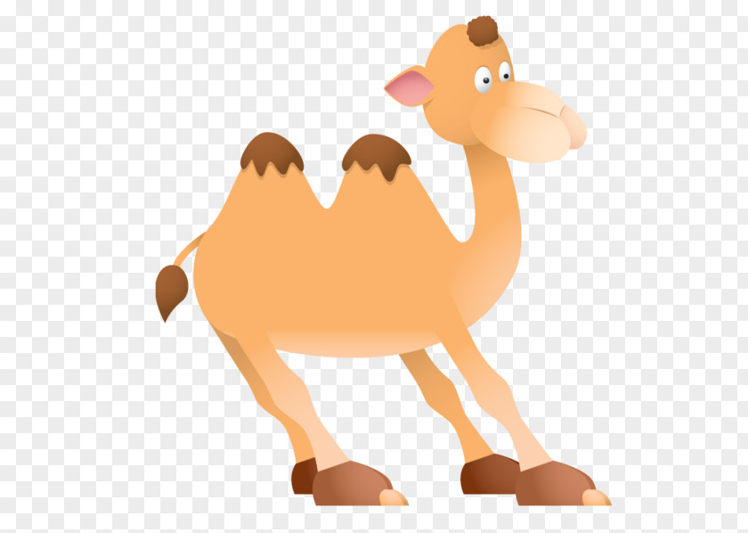 Fawn Bactrian Camel Camelid Arabian Animal Figure Cartoon PNG